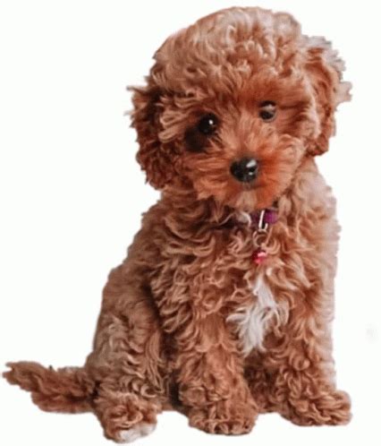 perrito sticker perrito discover share gifs