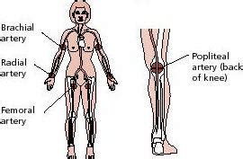Emergencies and First Aid - Direct Pressure to Stop Bleeding - Harvard ...