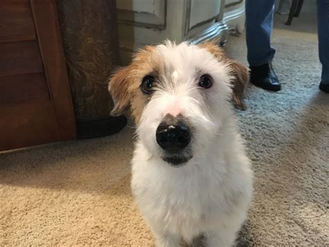 How Do You Get A Jack Russell To Stop Barking
