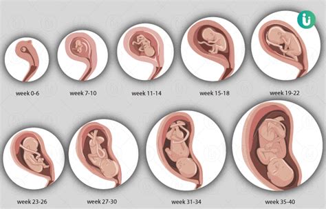 Fetal Development Chart By Month: A Visual Reference of Charts | Chart Master