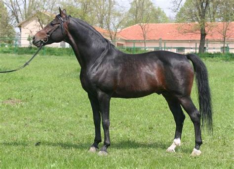 East Bulgarian Horse is a new warmblood horse from Bulgaria. It's been ...