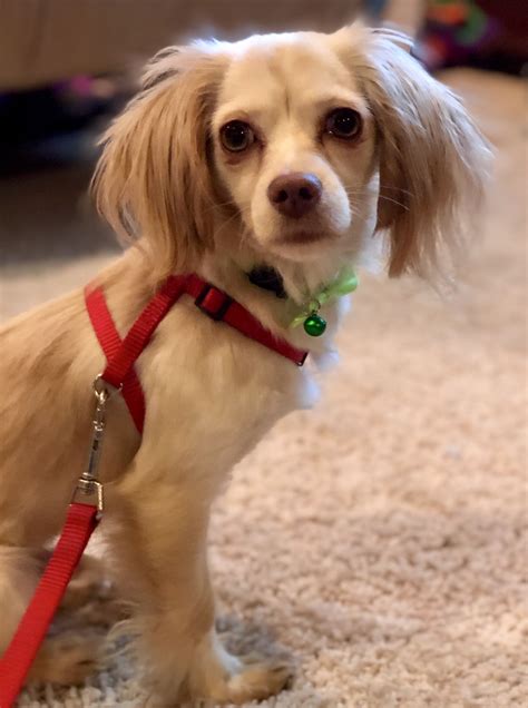 craigslist pets raleigh nc 5