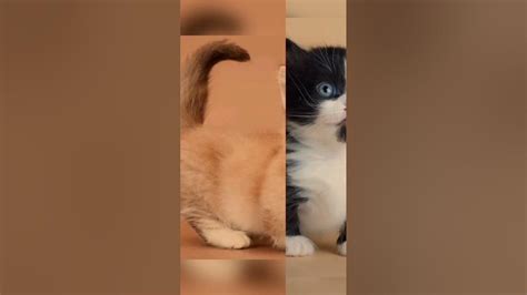 Манчкины котики - YouTube