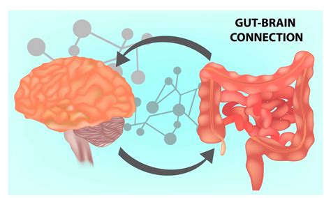 The Gut-Brain Health Connection and Alzheimer's Disease Link Drives