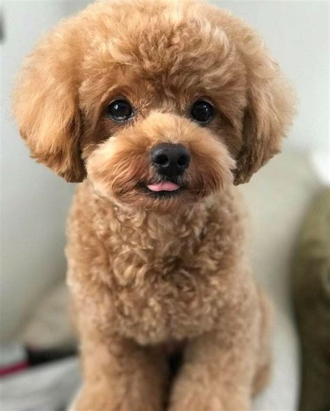 karlikovyi pudel koricnevyi  foto toy poodle puppy cut dog
