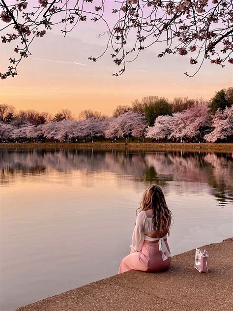 How to See the Cherry Blossoms in Washington DC - Sightseeing Señorita