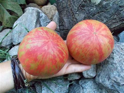 Томат Розовый пушистый кабан: описание сорта, отзывы, фото | tomatland.ru