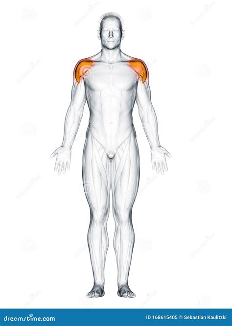 The deltoid stock illustration. Illustration of anatomical - 168615405