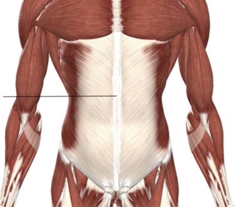 anatomy lab ex. 8 (muscles of the abdominal wall) Flashcards | Quizlet