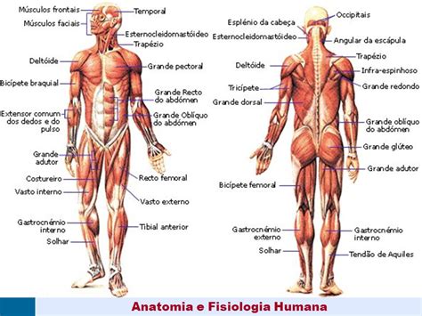 O Que Estuda Fisiologia Humana - 5