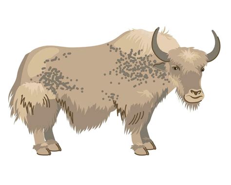 beige manchado yak con largo cabello. un mascota en Nepal …