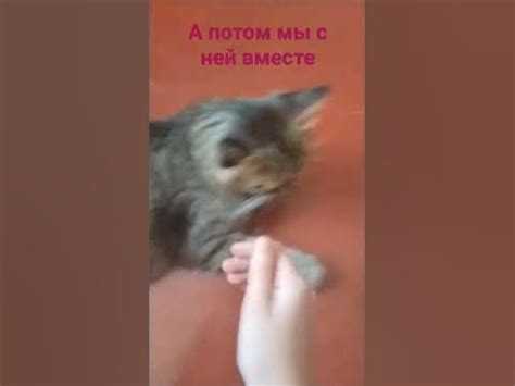 моя кошачья семья😺 - YouTube