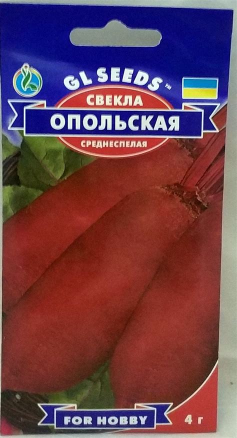 буряк опольський, насіння буряка, буряк столовий, довгий буряк ...