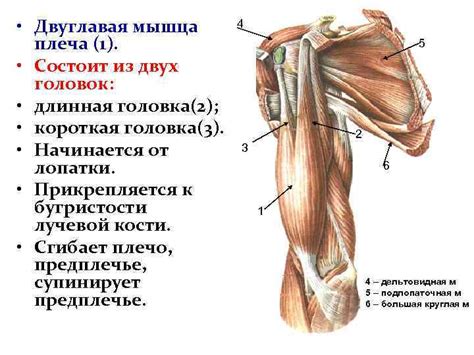 Мышцы верхних конечностей Лекция 11 Мышцы