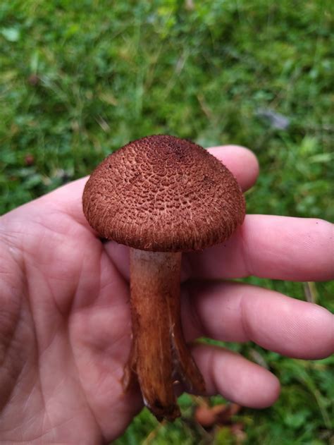 Рядовка бородатая (Tricholoma vaccinum) фото и описание