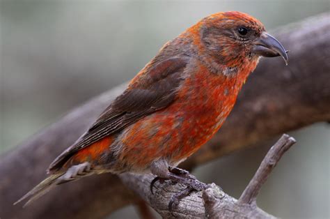 Field Guide - Newfoundland Red Crossbill Project
