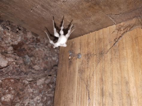 Basements & Spiders. NS Canada. : r/mycology