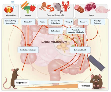 Wie Ernährung das Mikrobiom beeinflusst - medonline