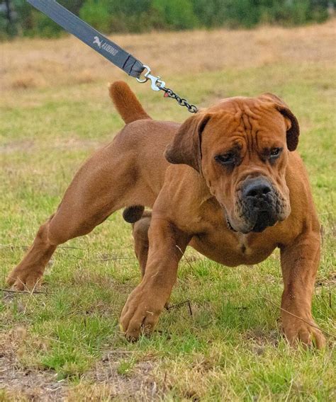 BEST BREEDERS IN THE WORLD | SOUTH AFRICAN BOERBOEL - Elite Boerboels ...