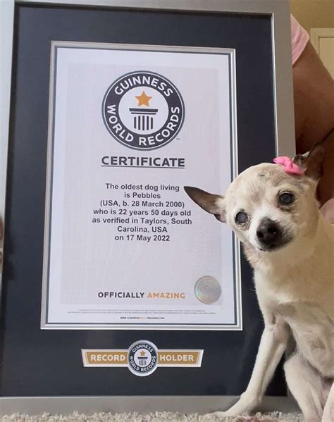 22-Year-Old Pebbles Named Oldest Living Dog by Guinness World Records