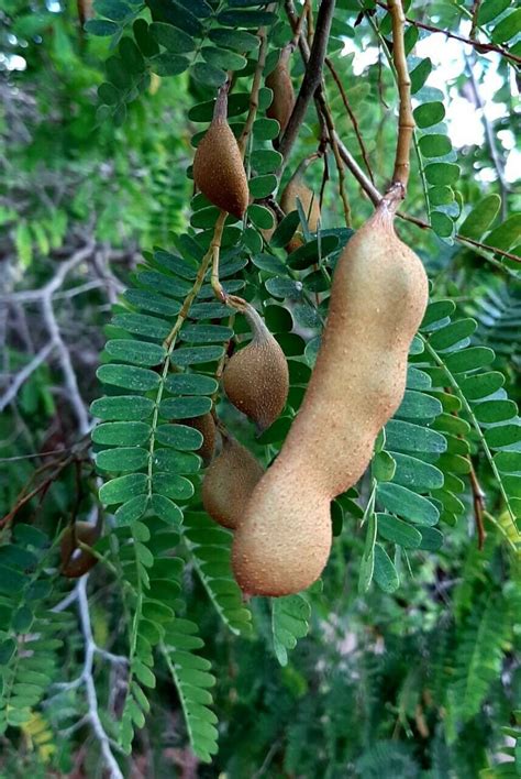Tamarindus indica The Tamarind Tree 10 Fresh Seeds | Etsy