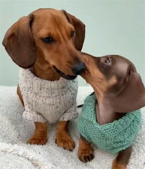 These Cute Dachshunds : r/CuteAnimalsTogether