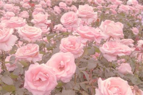 Inspirasi Terbaru 37+ Aesthetic Wallpaper Pink Flowers