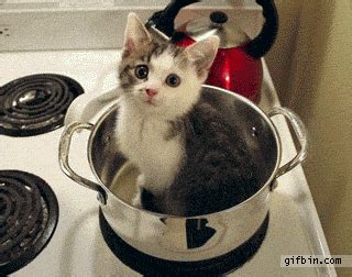 Гифка кулинария готовка кухня гиф картинка, скачать gif на GIFER
