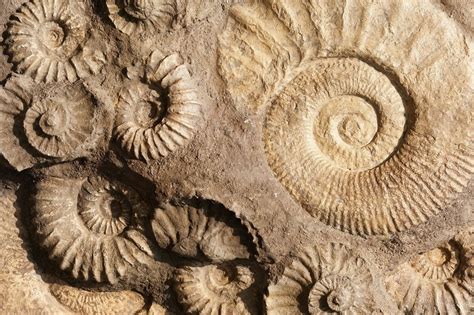 What is a fossil? | The Learning Zone