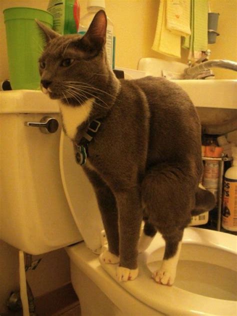 Как приучить кота к унитазу
