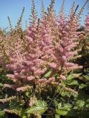 Астильба китайская (Astilbe chinensis `Purple Rain`) - Астильба ...