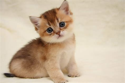 Рыжие котята - 6383 фото с описанием. Sunny Cat
