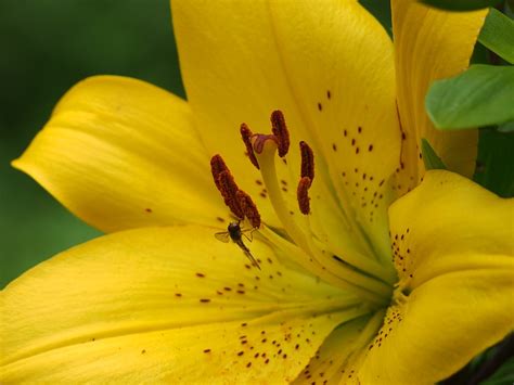 Lily Yellow Blossom - Free photo on Pixabay - Pixabay
