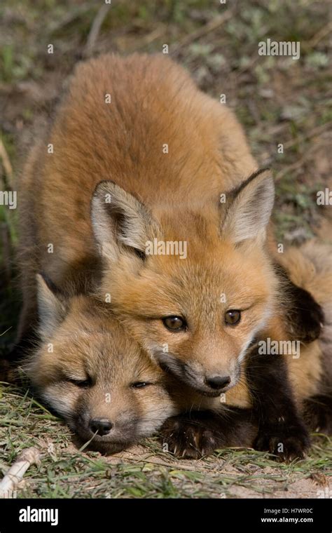 Red Fox (Vulpes vulpes) pups playing, western Montana Stock Photo - Alamy