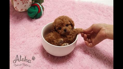Chocolate Teacup Maltipoo
