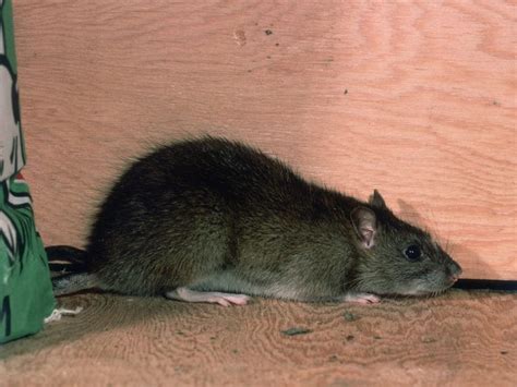 Ireland: Disgruntled Employee Who Released Rats in Workplace Jailed ...