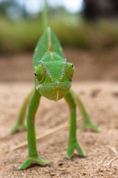 Flap Neck Chameleon faces forward with, Gregory Sweeney | Posters ...