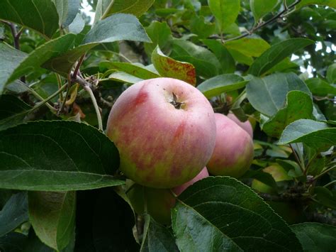 countryman foraging californias wild side gravenstein hard apple
