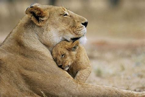 Les animaux et leurs bébés | À Découvrir