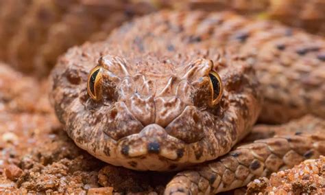 Discover the Largest Death Adder Ever Recorded - A-Z Animals