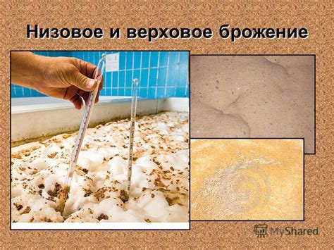 Презентация на тему: "Дрожжи История. В 680 году голландский натуралист ...
