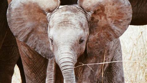 Un véritable éléphant rose observé en Afrique du Sud, un cas ...