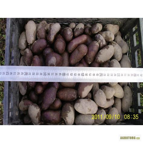 ПРодам семенной картофель"Черный принц", Черниговская обл., Картофель ...