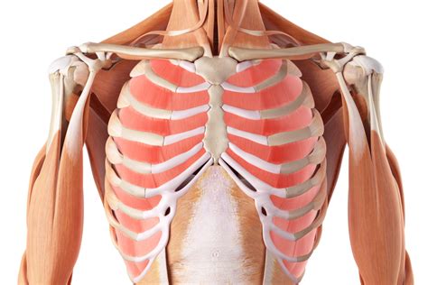 Accessory Muscles Of Respiration