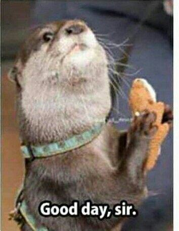 Pin on React memes 😂 | Cute animals, Animal jokes, Cat care