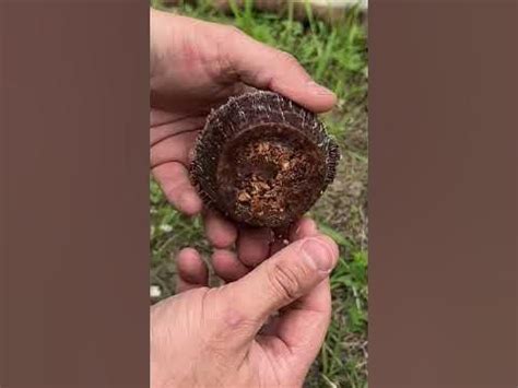 Влагостойкие топливные брикеты для розжига крупных дров #bushcraft # ...