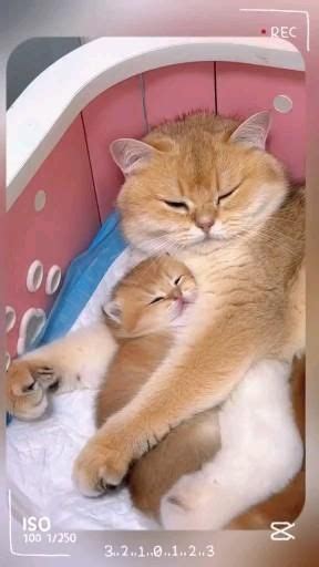 Pin by Suzy🍃 on "Nature Criação Divina" [Video] | Cute cats and dogs ...