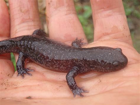 トウホクサンショウウオが畑で冬眠 : 大小迫 つむぎの家