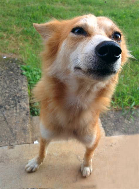 images vertebrate dog breed street dog dog  mammal dog