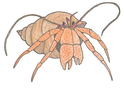 Pagurus bernhardus by Amypteride on DeviantArt